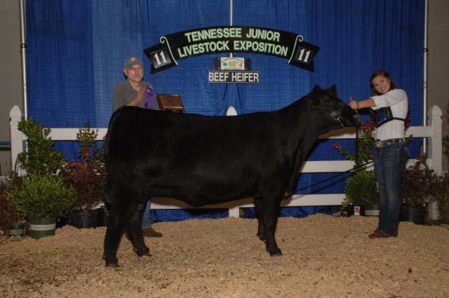 Registered Junior Beef Heifer Show July 7, 2011 Number of Counties: 51 Number of Animals Exhibited: 350 Number of Exhibitors: 173 The Registered Beef Heifer Show was conducted July 7 at the Tennessee