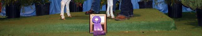 Knight, Macon Reserve Champion Bred by