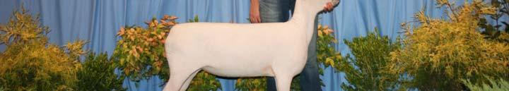 Grand Champion Southdown Ewe Suffolk (Total Animals Shown: 25, Total Bred by Exhibitor: