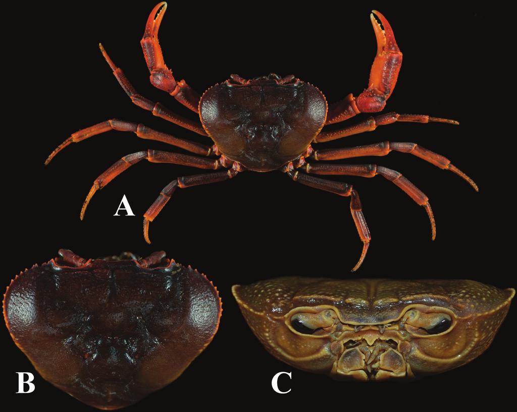 Fig. 2. Indochinamon chuahuong, new species, holotype male (76.1 53.0 mm) (IBER-FC IC 01), Huong Pagoda, Huong Son commune, My Duc district, Ha Noi province, Vietnam.
