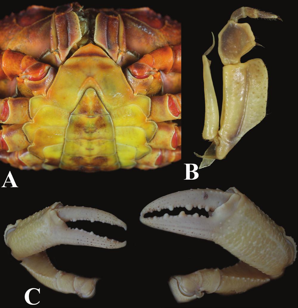 Do et al.: A new freshwater crab of the genus Indochinamon distally curved outwards, tapering distally, distinct ventral distal opening, swelling on outer margin at base when viewed ventrally (Fig.