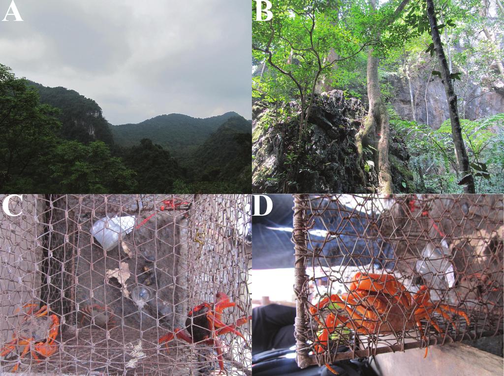 Fig. 5. A, B, a habitat in Huong Pagoda, Huong Son commune, My Duc district, Ha Noi province, Vietnam; C, D, Indochinamon chuahuong, new species, in a cage being offered for sale to tourists. Remark.