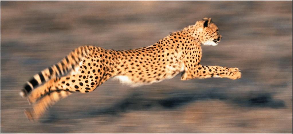 Velocity A cheetah s speed may be as fast as 90 km/h.