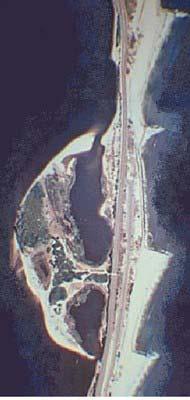 Left: Air photo of Sandy Hook and Plum Island, courtesy U.S. Geological Survey. Above: Plum Island showing trees undermined and toppled by beach erosion. Photo by David Harper.