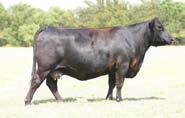 His calves are hot right now and we think this mating to RVDR Xtra Elite 0242x will be a big hit.