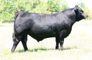 27 52 Consigned by Massey Limousin, London, KY and Salt Creek Cattle Co.