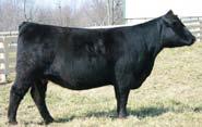 She is a huge numbered daughter of GAR Predestined that is extremely deep bodied and huge numbered.