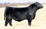 9 61 132 39 N/A N/A N/A N/A -0.02 N/A 0.95 N/A Consigned by Sugar Bush Limousin, Allen, MI These 25% Lim-Flex calves will have it once they hit the ground.