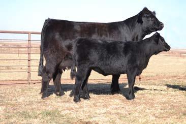 7 LH XCLUSIVELY URS 059X PUREBRED(100/88.