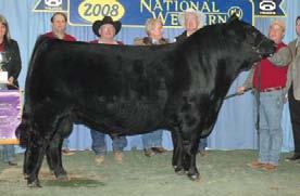 She is a daughter of the once national sale top seller EXLR New Generation 071M and from the LESF Asphalt 9N daughter, EXLR Black Cap 7117R.