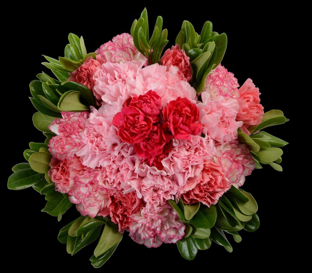 1 3 Dark Pink Mini carnations 8