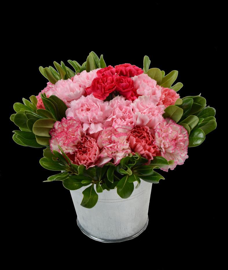 Carnations 6 Bicolor Pink Carnation