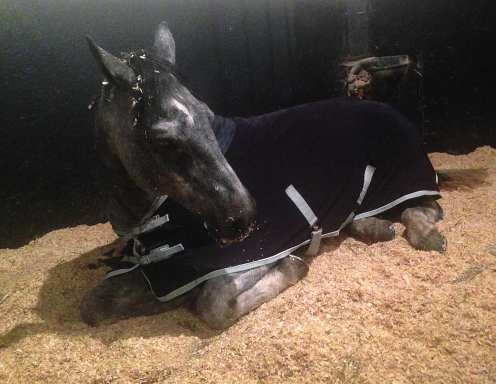 Follow these top tips to help ease winter aches and stiffness: Give your horse a nice deep bed.