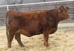 power cow and she produced a power calf with this Yukon mating. CE BW WW YW MCE MWWT MILK 8.3 1.
