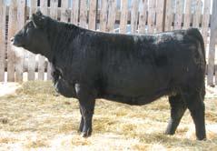 1 76 77 R + 78 PICK OF THE 2011 HEIFER CALVES Choice needs to be made by April 1, 2012 and there