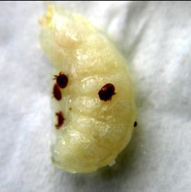 Figure 16.8 Varroa destructor on a bee pupa (Photograph by Dr B S Rana) - This mite develops and reproduces in the sealed brood cells of honey bees (Fig. 16.6) feeding on haemolymph of bee pupa (Fig.