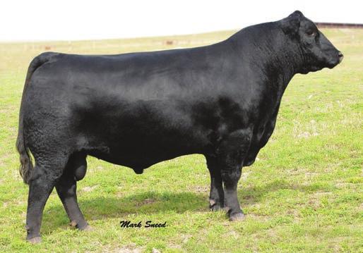 Reference Sires G18 G18 A DOB:01/25/2008 Reg#: 16124994 S A F Connection SVF Gdar 216 LTD S A F Royal Queen 5084 SydGen Forever Lady 4087 SydGen 1407 Corona 2016 S A F Forever Lady 8292 TC Gridiron
