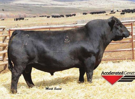 Additionally, the bulls gained well on test and have appealing carcass EPD s. Owned by Hoover Angus, Sioux Pass Angus and Idland Cattle. Semen available through Origen.