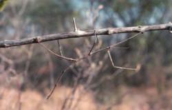 This walking stick insect is well hidden among twigs and branches.