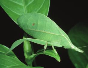 Katydids look like the leaves and stems of plants. Some insects look like other things in nature, such as twigs or leaves.
