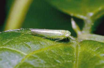 8 Leafhopper You are as green as the leaf that is your home, Green as the stem you crawl upon, Green as the grass on which you roam.