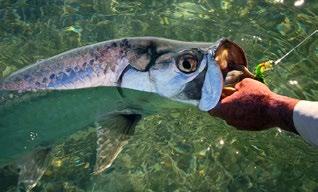 There is plenty of tarpon in the area from March through August, which is found in very clearly determined spots.