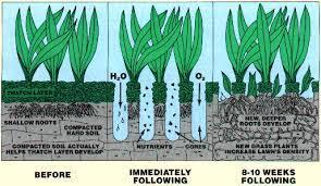 Aerification (also known as aeration) achieves three important objectives.