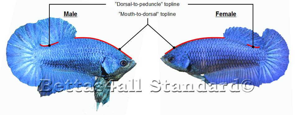 2.3 Overall balance Independent of the finnage variety, the general appearance of a show betta must be balanced.