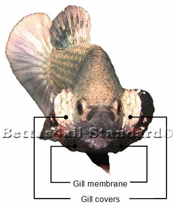 This happens in both male and female bettas but in males the gill membrane is larger. Figure 3.