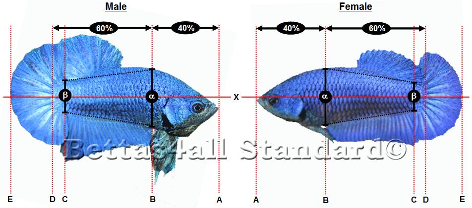 Figure 3.3 Ideal body form & dimension of a show betta. When judged from above, the spine should be straight without any distinct curvatures, dips and/or bumps.