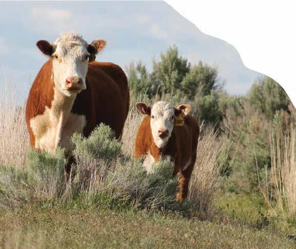 CE EPD indicates the influence of the sire on calving ease in females calving at 2 years of age.
