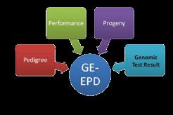 With the investment in genomic technolog this means that in addition to the pedigree, performance and progeny information that are used in the calculation and y, reporting of Angus EPDs, genomic test