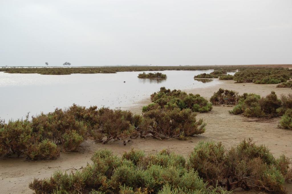 Salt Marshes Definition: a low area that is subject to regular, but gentle, tides Dominated by