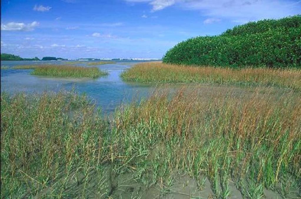 Salt marshes are grassy coastal wetlands rich in marine life. They are also called tidal marshes because they occur in the zone between low and high tides.