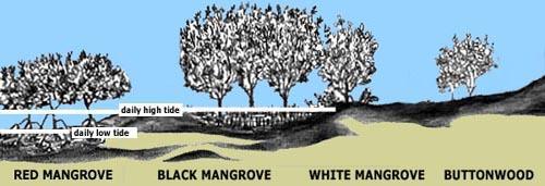 Mangroves are trees that grow in intertidal salty environments because they can tolerate frequent flooding and are able to obtain