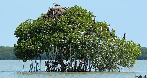 Mangrove trees are also a great nesting