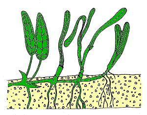 Seagrasses are grass-like flowering plants that live completely submerged in marine