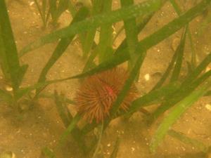 Seagrasses occur in protected bays and lagoons and also in deeper waters along the