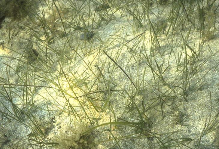 Widgeon grass (Ruppia maritima) grows in both fresh and salt water and is widely distributed
