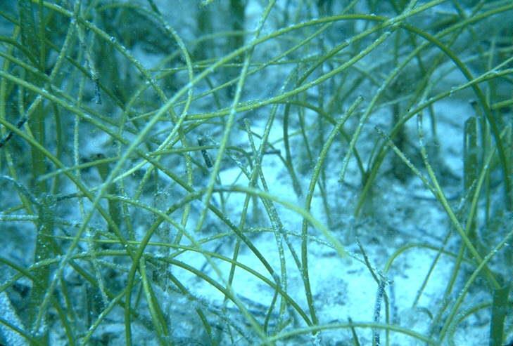 Manatee grass (Syringodium filiforme) is easily recognizable because its leaves are cylindrical instead of ribbon-like and flat like many other seagrass species.