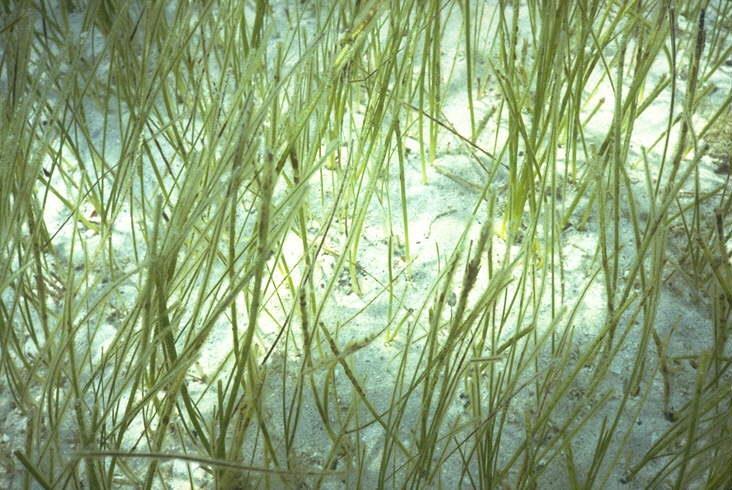 Shoal grass (Halodule wrightii) is an early colonizer of vegetated areas and usually grows in water