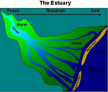 Characteristics of Estuaries Water is brackish: a mixture of freshwater and saltwater There is a gradient (gradual change) in the salinity
