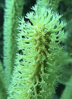jellyfish and hydra Coral polyps resemble small sea