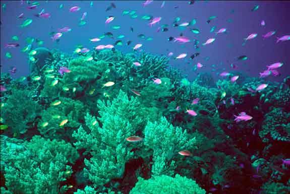 Biodiversity in marine ecosystems Why do coral reefs have more biodiversity than the open