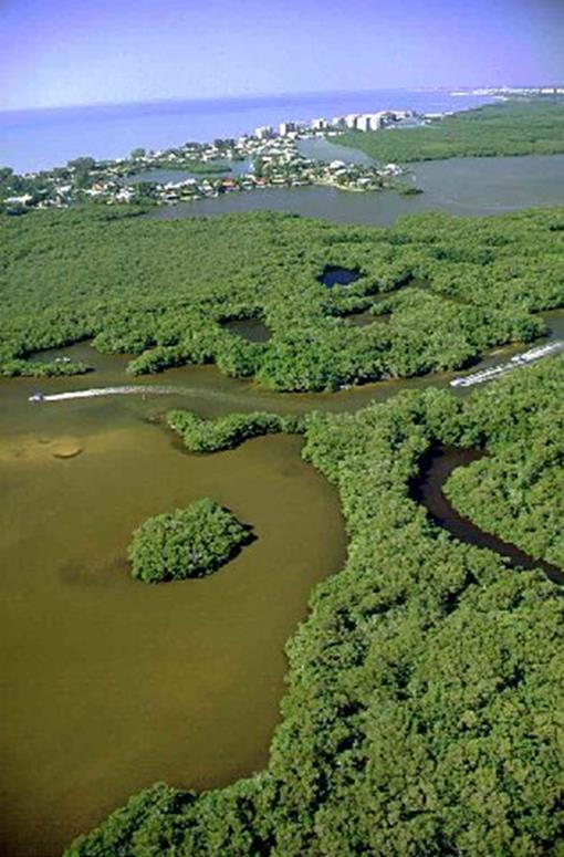 Characteristics of Estuaries Very nutrient rich ecosystems leads to high productivity and high biodiversity Fast-moving rivers and waves carry