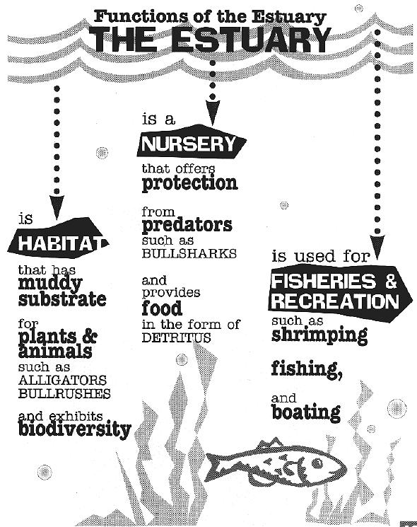 Important functions of estuaries: for living