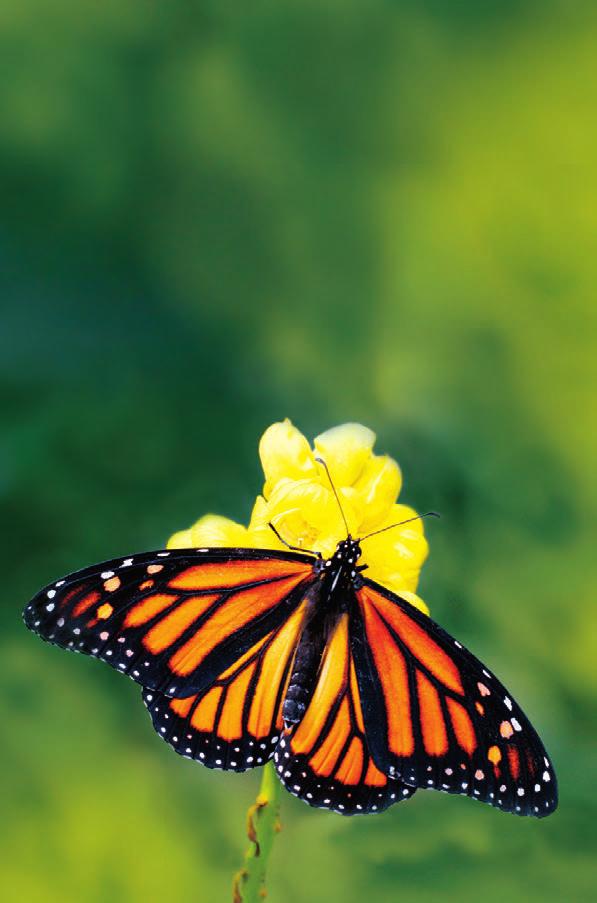 Most insects can survive long cold winters. Monarch butterflies cannot survive cold winters. What do these butterflies do to survive? They do not hibernate like bears.