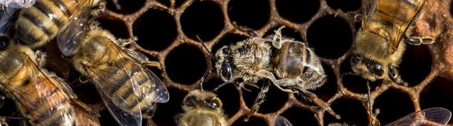 Treat those hives that have high levels, and replace with new queens. Monitor for Varroa.