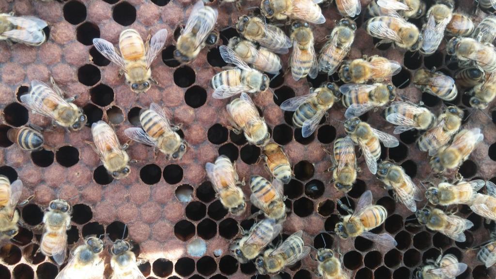 BEES IN VARROA INFESTED COLONIES ARE