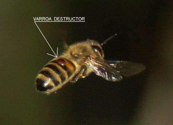 TRANSMISSION OF DISEASE TRANSMISSION OF DISEASE Bees from